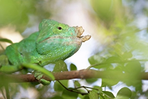 Madagascar Prints: Chameleon camouflaged in a tree. Madagascar, Africa, Andasibe, Analamazaotra