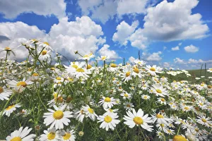 Giggenhausen Prints: Chamomile and cumulonimbus clouds - Germany, Bavaria, Upper Bavaria, Freising