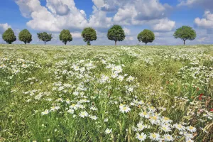 Maple Prints: Chamomile in rape field with maple alley - Germany, Bavaria, Upper Bavaria, Freising
