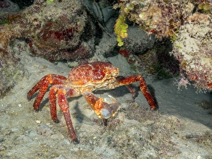 Invertebrate Prints: Channel Clinging Crab (Mithrax spinosissimus)