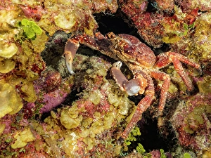 Invertebrate Prints: Channel Clinging Crab (Mithrax spinosissimus)