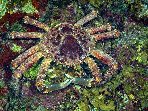 Invertebrate Prints: Channel Clinging Crab (Mithrax spinosissimus)