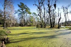 Charleston, South Carolina, Audubon Swamp Garden, Magnolia Plantation And Gardens