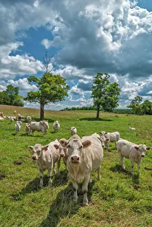 Cattle Prints: Charlois cattle in summer pasture near Orillia, Ontario, Canada