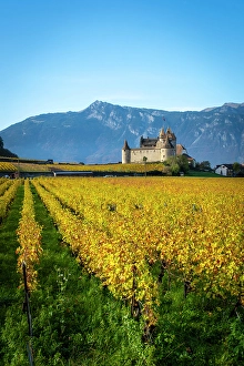 Vaud Prints: Chateau d'Aigle and vineyards, Aigle, Vaud, Switzerland