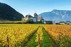 Vaud Prints: Chateau d'Aigle and vineyards, Aigle, Vaud, Switzerland