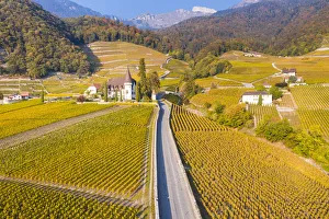 Vine Prints: Chateau Maison Blanche, Yvorne, Canton of Vaud, Switzerland