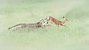 Cheetah (acinonyx jubatus) hunting an impala (Aepyceros melampus