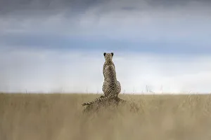 Afica Prints: Cheetah (acinonyx jubatus) in the Maasaimara