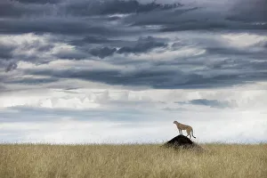 Afica Prints: Cheetah (acinonyx jubatus) in the Maasaimara