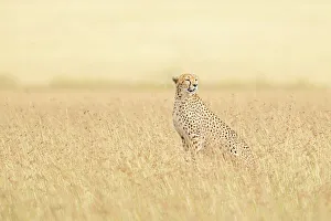 Afica Prints: Cheetah (acinonyx jubatus) in the Maasaimara