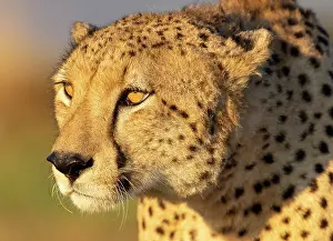 Big Cats Prints: Cheetah bathed in early morning sunlight