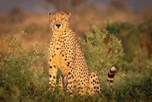 Big Cats Prints: Cheetah bathed in early morning sunlight