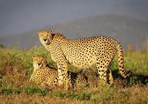 Big Cats Prints: Cheetah bothers bathed in early morning sunlight