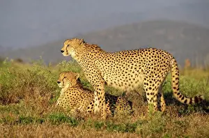 Big Cats Prints: Cheetah brothers bathed in early morning sunlight