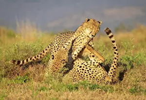 Big Cat Prints: Cheetah brothers play fighting, Zimanga Private Game Reserve, KwaZulu Natal, South Africa