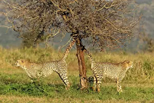 Big Cats Prints: Cheetah brothers spraying tree to mark their territory