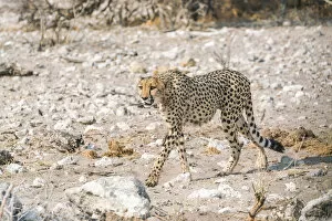 Cheetah Collection: Cheetah in the bush. Etosha National Park, Oshikoto region, Namibia