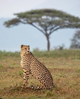Background Prints: Cheetah with Camelthorn tree in background