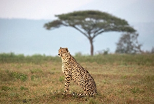 Background Prints: Cheetah with Camelthorn tree in background