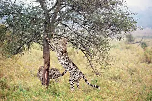 Tree Trunk Prints: Cheetah clawing a tree trunk, Zimanga Private Game Reserve, Natal, South Africa