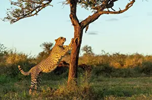 Big Cat Prints: Cheetah clawing a tree trunk, Zimanga Private Game Reserve, KwaZulu Natal, South Africa