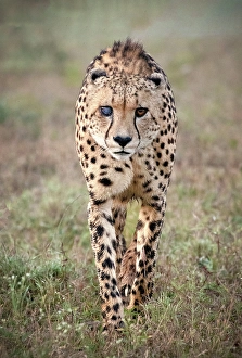 Mammals Prints: Cheetah with cloudy eye caused by injury