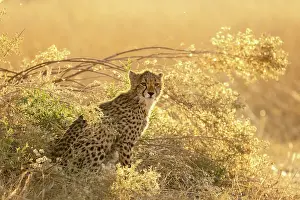 Cheetah cub in golden light, Moremi Game Reserve, Okavango Delta, Botswana