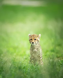 Images Dated 13th April 2023: Cheetah Cub, Okavango Delta, Botswana