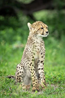Images Dated 13th April 2023: Cheetah Cub, Okavango Delta, Botswana