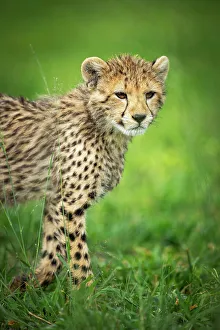 Images Dated 13th April 2023: Cheetah Cub, Okavango Delta, Botswana