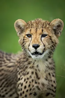 Images Dated 13th April 2023: Cheetah Cub, Okavango Delta, Botswana