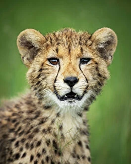 Images Dated 13th April 2023: Cheetah Cub, Okavango Delta, Botswana