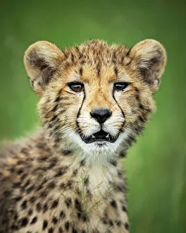 Images Dated 13th April 2023: Cheetah Cub, Okavango Delta, Botswana
