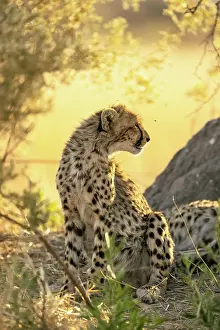 Acynonyx Jubatus Prints: Cheetah cub portrait, Moremi Game Reserve, Okavango Delta, Botswana