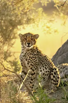 Acynonyx Jubatus Prints: Cheetah cub portrait, Moremi Game Reserve, Okavango Delta, Botswana