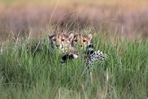 Cheetah cubs in grass, Okavango Delta, Moremi Game Reserve, Botswana