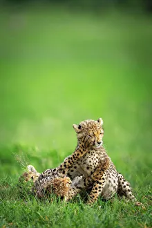 Images Dated 13th April 2023: Cheetah Cubs, Okavango Delta, Botswana