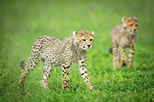 Images Dated 13th April 2023: Cheetah Cubs, Okavango Delta, Botswana