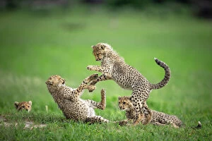 Images Dated 13th April 2023: Cheetah Cubs playing, Okavango Delta, Botswana