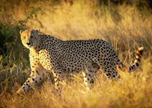 Game Reserve Prints: Cheetah in early morning sunlight