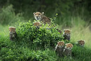 Family Prints: Cheetah family (acynonix jubatus) in the Msai Mara game reserve, Kenya