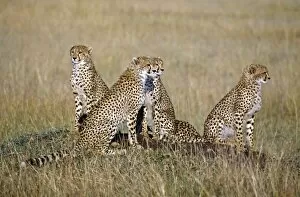 A cheetah family on the grassy plains of Masai Mara National Reserve. Cheetah cubs may stay with their mother for up to