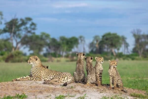 Images Dated 13th April 2023: Cheetah family, Okavango Delta, Botswana