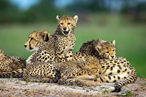 Images Dated 13th April 2023: Cheetah family, Okavango Delta, Botswana