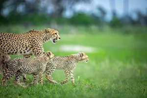 Images Dated 13th April 2023: Cheetah family, Okavango Delta, Botswana