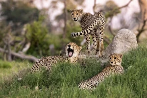 Cheetah Collection: Cheetah family, Okavango Delta, Moremi Game Reserve, Botswana