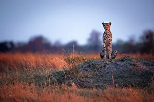 Acynonyx Jubatus Prints: Cheetah at first light, Okavango Delta, Botswana