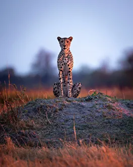 Acynonyx Jubatus Prints: Cheetah at first light, Okavango Delta, Botswana