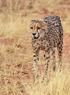Namibia Prints: Cheetah in grass, Okonjima Nature Reserve, Namibia